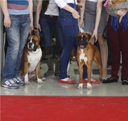 Щенки немецкого боксера от Чемпиона.