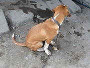 ПРОДАМ СОБАКУ В АЛМАТЕ СРОЧНО 