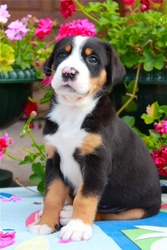 Большой Швейцарский Зенненхунд