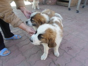 Шикарные щенки московской сторожевой овчарки