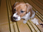 щенки джек рассел терьера