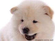  Куплю щенка Чау Чау Суку за 10.000 тенге 