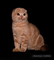 кошку Скоттиш страйт (Шотландская прямоухая)