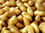 Продам картошку в Алматы оптом