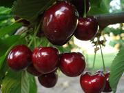 Самые новые сорта плодово-ягодных культур оптом и в розницу