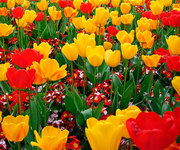 Тюльпаны оптом и в розницу