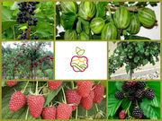  «Саженцы ягодных кустарников в Алматы оптом и в розницу