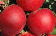 Яблоня, саженцы из Европы,   специальное предложение на 5 лучших сортов!