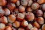  саженцы,  возраст1-3 года, лещина орех лесной(фундук)