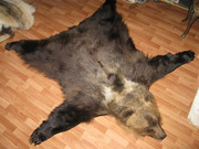 Ковер из шкуры медведя 175 см.