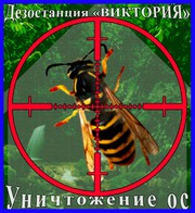 Дезостанция«ВИКТОРИЯ»,  уничтожение ос и осинных гнёзд в Алматы и обл