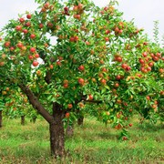 Саженцы яблони 