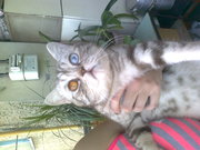 кошка  ,  глаза разные один голубой один карий ,  кошке 4 года кр.асивая