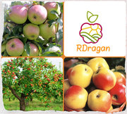 Саженцы яблонь, малины,  смородины, абрикоса. Предложение на осень 2014.