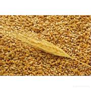 продам пшеницу 4-5 класс