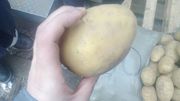 Картофель (оптом)