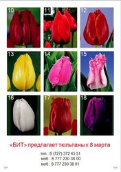 Тюльпаны на 8-му марта