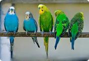 продаются попугаи разных видов