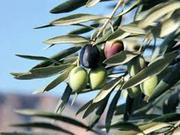 Olive,  сок листьев оливкового дерева - средство от токсикоза!