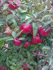 Яблоки из Молдовы по самым низкой ценам