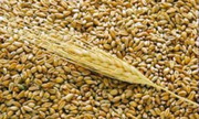 Продам пшеницу,  зерноотходы, ячмень,  овёс. По всей территории РК и РФ .