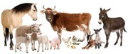 Поставки кормов и кормовых добавок для сх животных