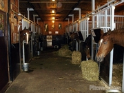 свежая конина,  лошади живьем