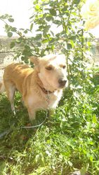 умная собака для хороших людей и охраны двора в Алматы