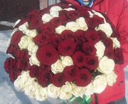 101 роза белые и красные,  высота 50 см