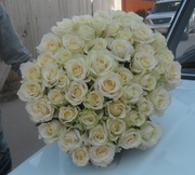 Букет 55 белых роз,  50 см
