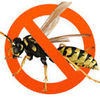 Абсолют гель для уничтожения насекомых (тараканы,  осы,  мухи,  муравьи)