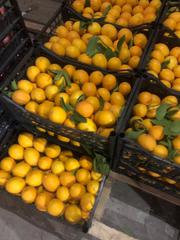 лимон из Ирана                                                        