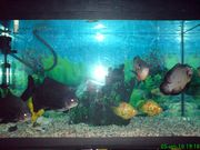 аквариум 200л с хищными рыбами с тумбой продам
