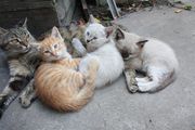 Отдам  симпатичных котят