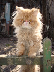 продам персидских котят,  экстремальных и классических,  разных окрасов