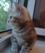 Британские мраморные котята