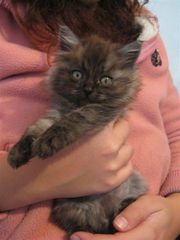 Отдам в хорошие руки, котенка