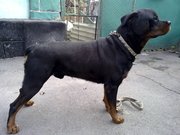 Ротвейлер кобель для вязки
